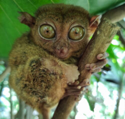 www,miguelangelkreative.com photography | The smallest monkey on the island of Bohol, Philippines, is the Philippine tarsier (Carlito syrichta), one of the smallest primates in the world.